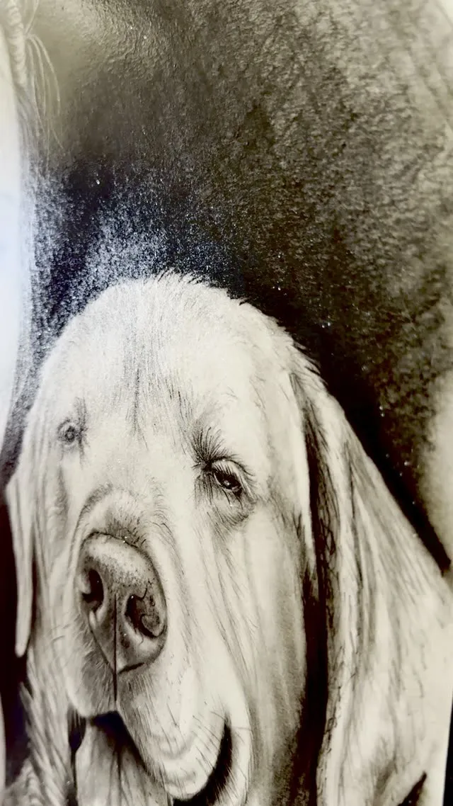 Boceto realista de un perro a carboncillo — Clandestine Art Studio Marmolejo