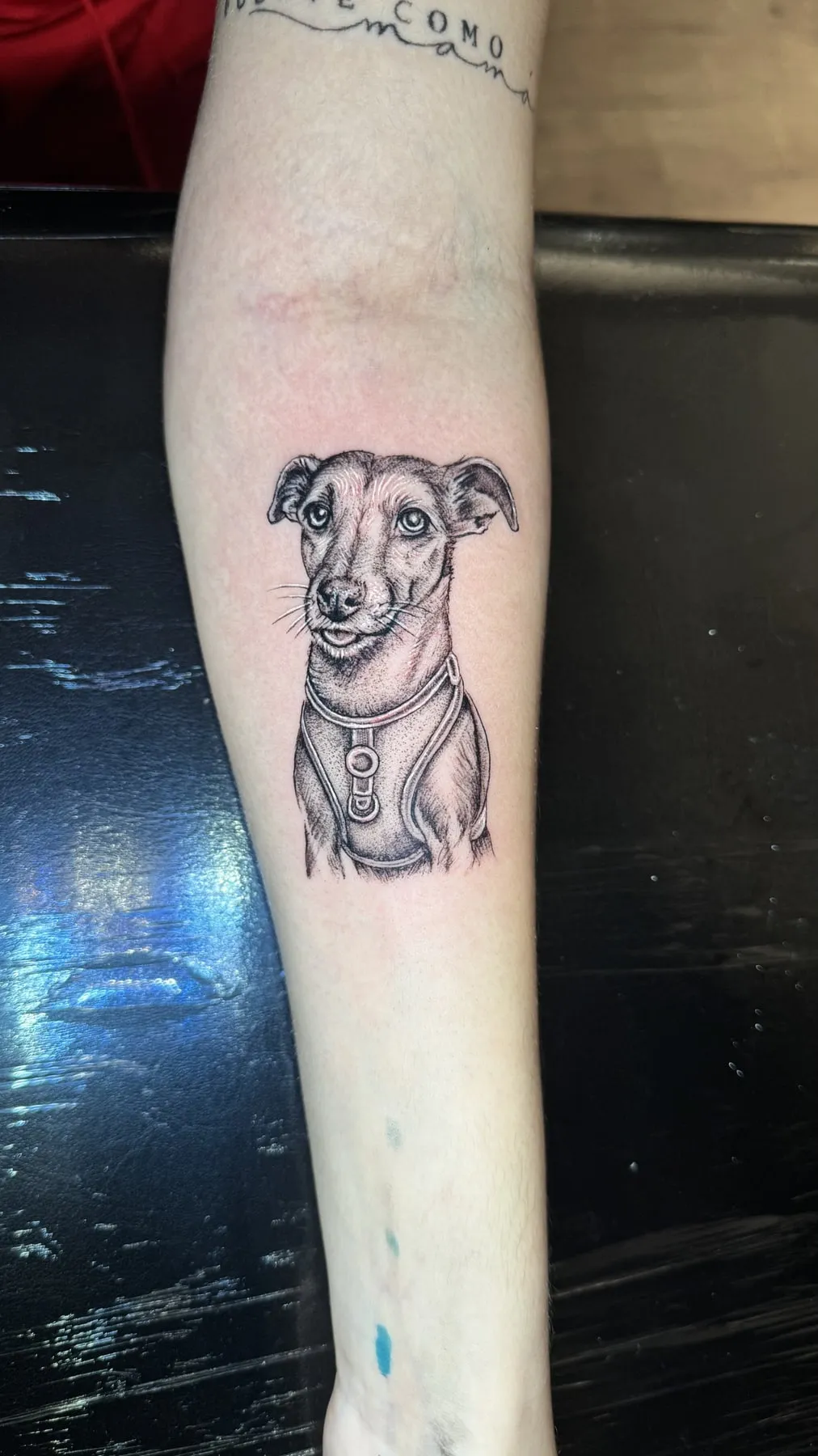 Perro en línea fina — Clandestine Art Studio Marmolejo